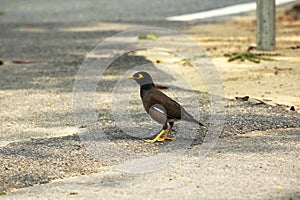 Mynas standing on the ground in the park.