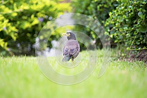 Mynas walk on the lawn and stand still