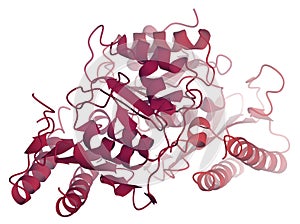 Myo-inositol monophosphatase