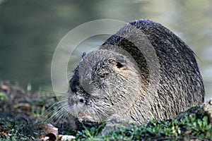 Myocastor coypus - coypu