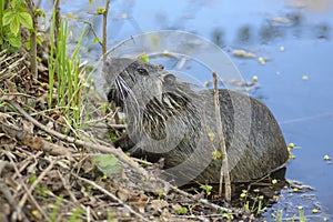 Myocastor coypus is a large herbivorous semiaquatic rodent, small hairy beast on river bank eating green plant