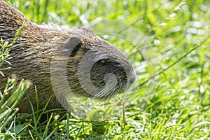 Myocastor coypus nutria large herbivorous semiaquatic rotent eating carrot