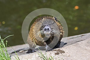 Myocastor coypus nutria large herbivorous semiaquatic rotent eating carrot