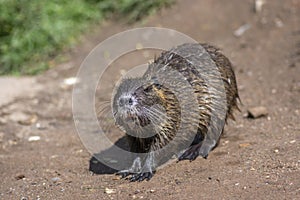 Myocastor coypus nutria large herbivorous semiaquatic rotent eating carrot