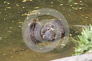 Myocastor coypus nutria large herbivorous semiaquatic rotent eating carrot