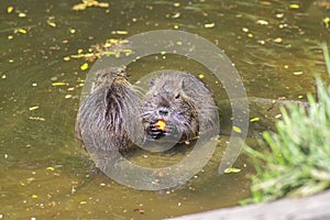 Myocastor coypus nutria large herbivorous semiaquatic rotent eating carrot