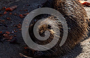 Myocastor coypus  nutria  zoo decin