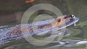 Myocastor coypus, single mammal