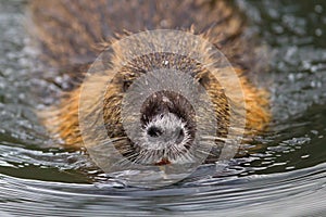 Myocastor coypus, single mammal