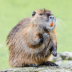 Myocastor coypus, single mammal