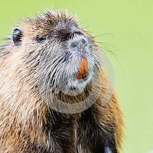 Myocastor coypus, single mammal