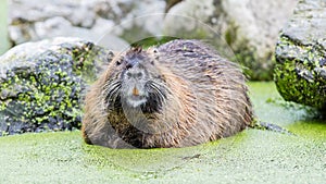 Myocastor coypus, single mammal