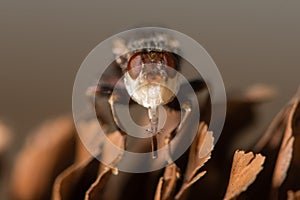 Myopa testacea conopid fly head with proboscis extended