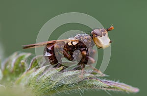 Myopa testacea conopid fly in profile photo