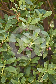 Myoporum laetum branch close up