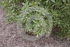 Myoporum laetum shrub