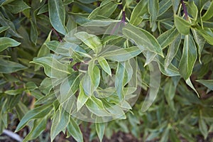 Myoporum laetum shrub