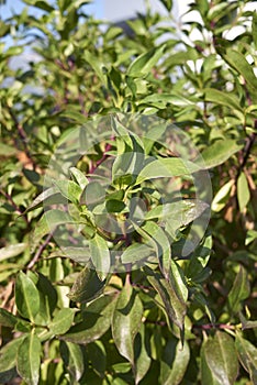 Myoporum laetum shrub