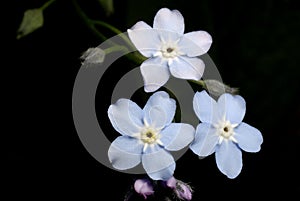 Myosotis