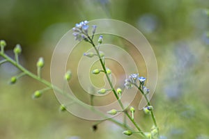 Myosotis arvensis field forget-me-not beautiful flowers in bloom, wild plants flowering on meadows