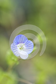 Myosotis arvensis, flower Forget me not