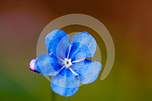 Myosotis beautiful blue forest flower in spring bloosom