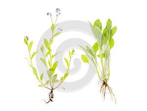 Myosotis bush with blue small flowers and green leaves isolated on white background