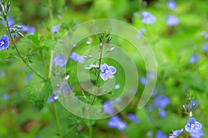 Myosotis close up on blurry green background. Flowering plants in a spring wild meadow. Forget-me-not Myosotis scorpioides