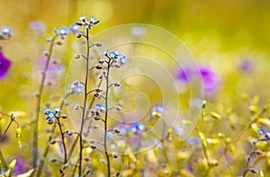 Myosotis close up