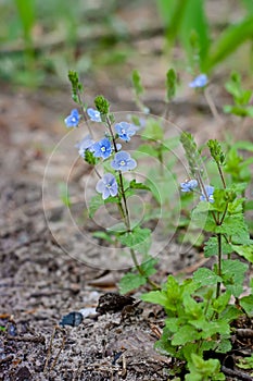 Myosotis flowers grow on the ground