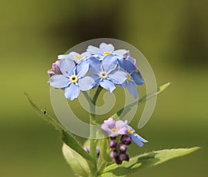 Myosotis flowers photo