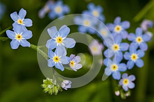 Myosotis. forget-me-not background