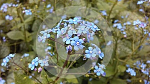 Myosotis (Forget-Me-Not or Scorpion Grass) Plants Blossoming in Spring at Battery Park in Manhattan, New York, NY.