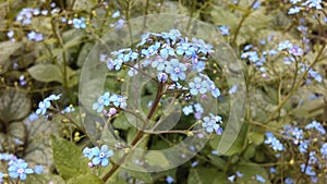 Myosotis (Forget-Me-Not or Scorpion Grass) Plants Blossoming in Spring at Battery Park in Manhattan, New York, NY.