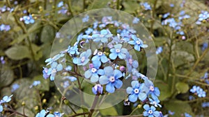 Myosotis (Forget-Me-Not or Scorpion Grass) Plants Blossoming in Spring at Battery Park in Manhattan, New York, NY.