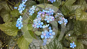 Myosotis (Forget-Me-Not or Scorpion Grass) Plants Blossoming in Spring at Battery Park in Manhattan, New York, NY.