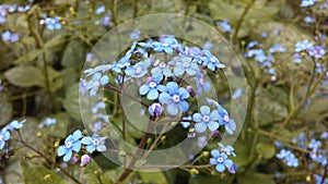 Myosotis (Forget-Me-Not or Scorpion Grass) Plants Blossoming in Spring at Battery Park in Manhattan, New York, NY.