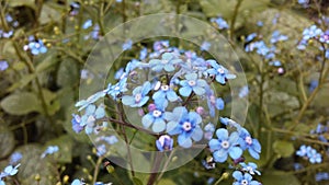 Myosotis (Forget-Me-Not or Scorpion Grass) Plants Blossoming in Spring at Battery Park in Manhattan, New York, NY.