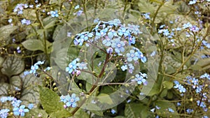 Myosotis (Forget-Me-Not or Scorpion Grass) Plants Blossoming in Spring at Battery Park in Manhattan, New York, NY.