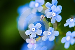 Myosotis photo