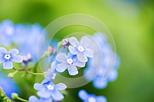 Myosotis photo