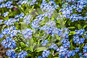 Myosotis forget-me-nots