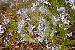 Myosotis myosote forget-me-not