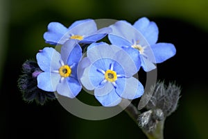 Myosotis sylvatica photo