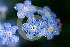 Myosotis sylvatica also called forget-me-not. Macro photo of blue beautiful small flwers with yellow core