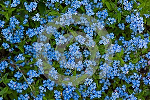 Myosotis sylvatica background