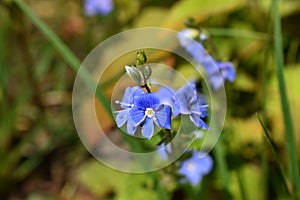 Myosotis sylvatica with bokeh