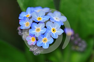 Myosotis sylvatica flowers