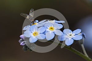 Myosotis sylvatica