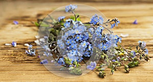 Myosotis sylvatica, Forget-me-not flowers